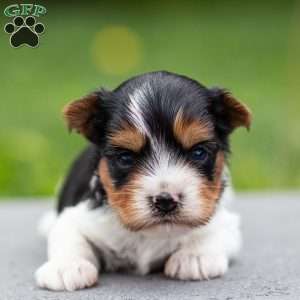 Daryl, Biewer Terrier Puppy